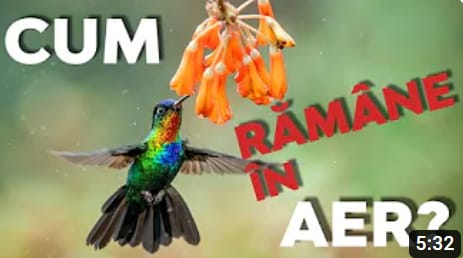pasarea-colibri-calatorie-in-univers