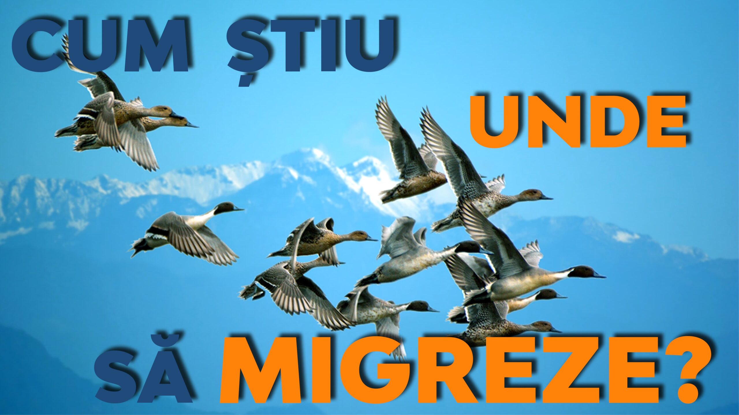 Ce busolă au păsările?