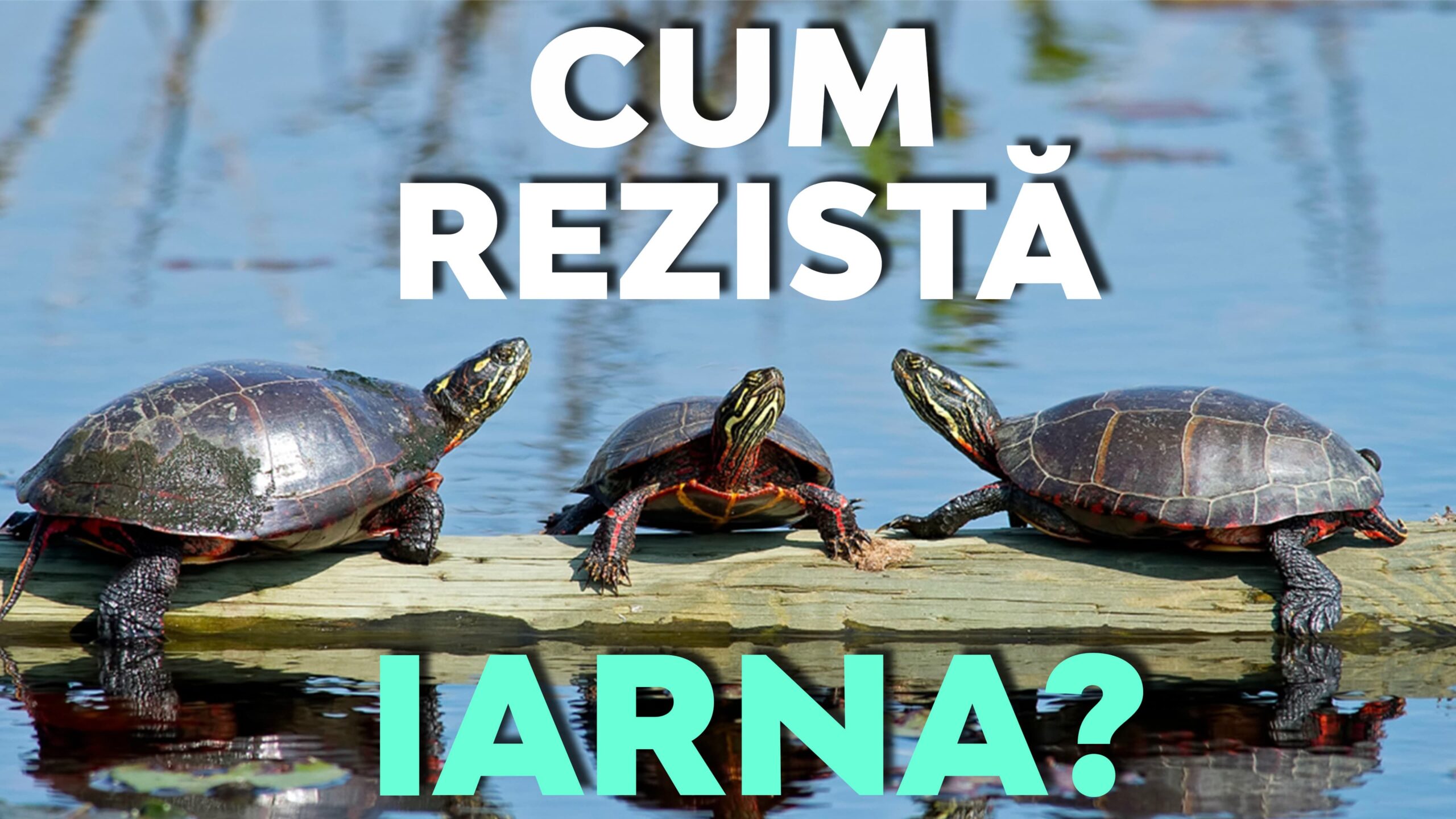 Ce capacitate specială are broasca țestoasă