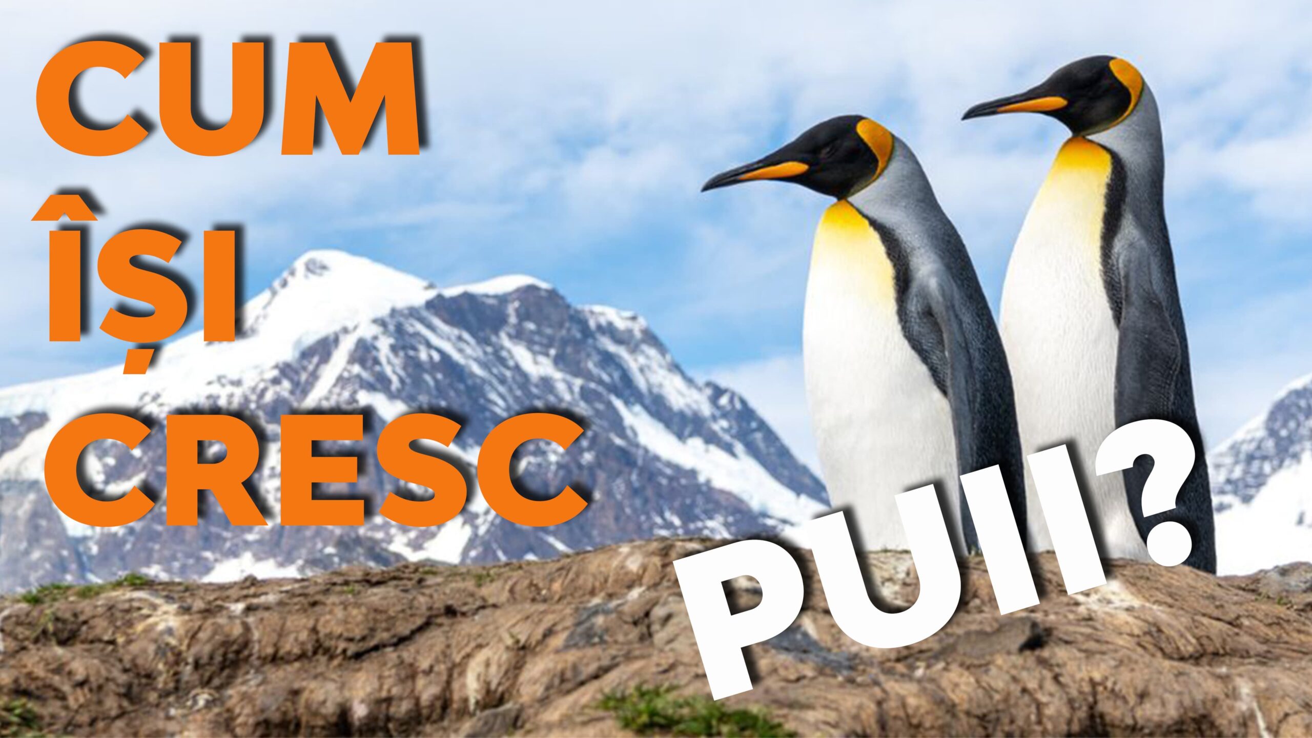 Ce nu știai despre pinguinul imperial