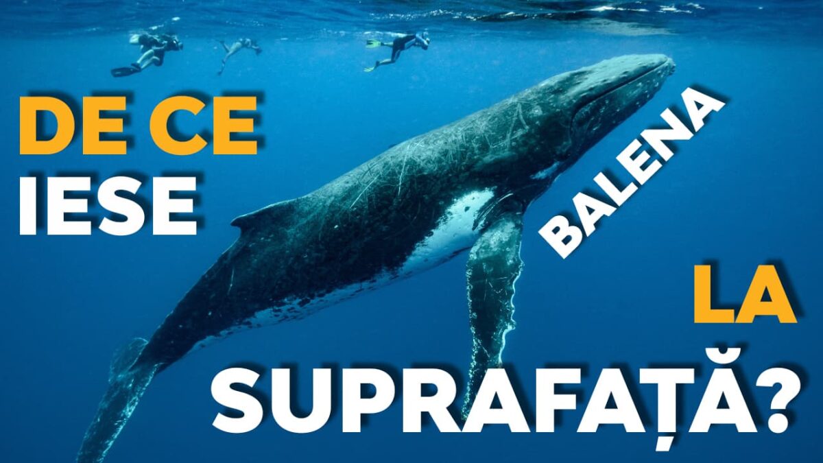 cel-mai-mare-mamifer-din-lume-balena-albastra-calatorie-in-univers