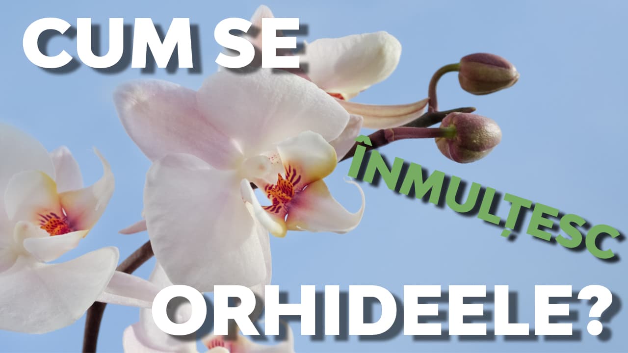 Orhideea