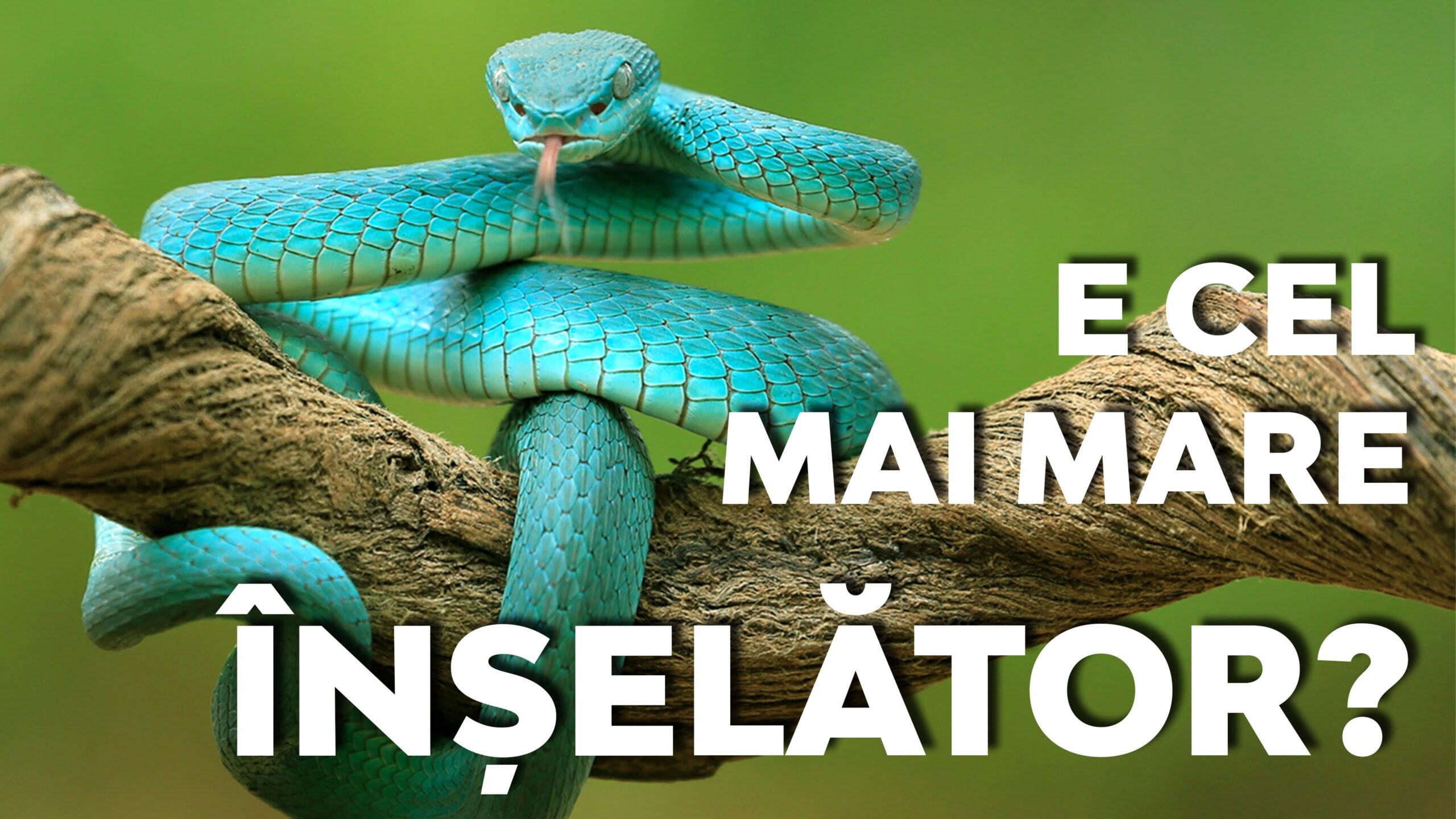 Șarpele a fost creat sau a evoluat?